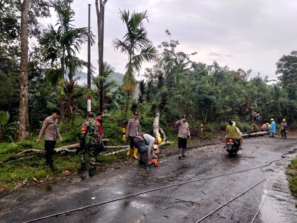Pohon Tumbang Akibat Hujan dan Angin Kencang, Polsek Lebong Selatan Sigap Amankan Jalan.
