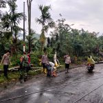 Pohon Tumbang Akibat Hujan dan Angin Kencang, Polsek Lebong Selatan Sigap Amankan Jalan.