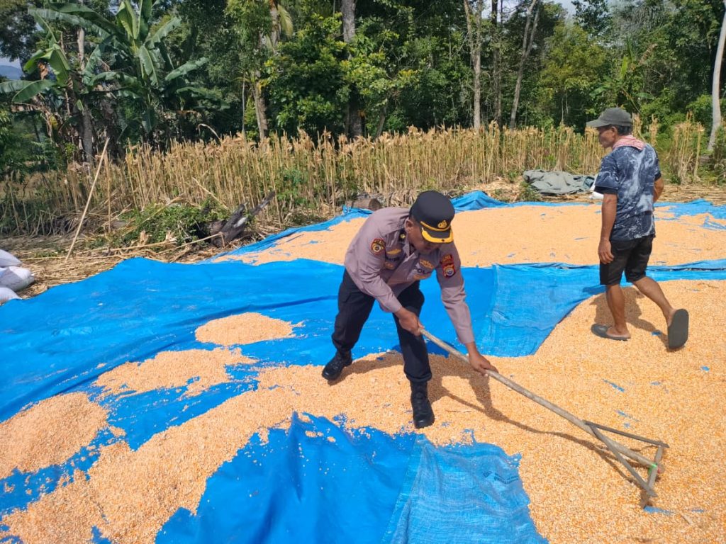 Panen Jagung 3 Ton di Desa Suka Marga, Polres Lebong Dukung Ketahanan Pangan Nasional
