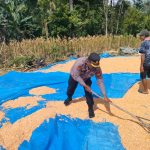 Panen Jagung 3 Ton di Desa Suka Marga, Polres Lebong Dukung Ketahanan Pangan Nasional