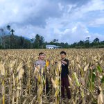 Dukung Ketahanan Pangan, Bhabinkamtibmas Polsek Lebong Utara Pantau Jagung Siap Panen Raya