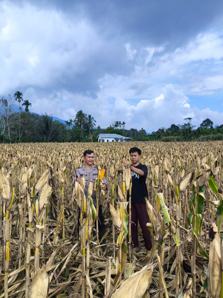 Dukung Ketahanan Pangan, Bhabinkamtibmas Polsek Lebong Utara Pantau Jagung Siap Panen Raya