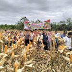Panen Raya Jagung Kuartal I, Polsek Lebong Utara Dukung Program Ketahanan Pangan Nasional