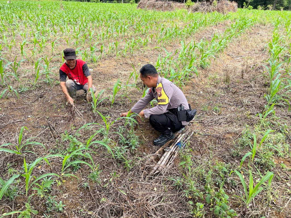 Bhabinkamtibmas Polsek Lebong Atas Lakukan Pendampingan dan Monitoring Tanaman Jagung Dukung Ketahanan Pangan Nasional