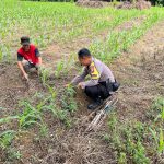 Bhabinkamtibmas Polsek Lebong Atas Lakukan Pendampingan dan Monitoring Tanaman Jagung Dukung Ketahanan Pangan Nasional