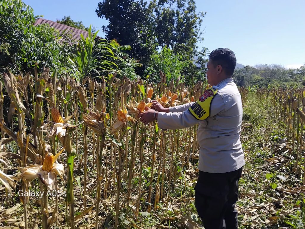 Jelang Panen, Bhabinkamtibmas Cek Perkembangan Jagung Warga