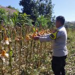 Jelang Panen, Bhabinkamtibmas Cek Perkembangan Jagung Warga
