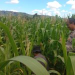 Bhabinkamtibmas Turun ke Lahan, Pastikan Jagung Tumbuh Optimal