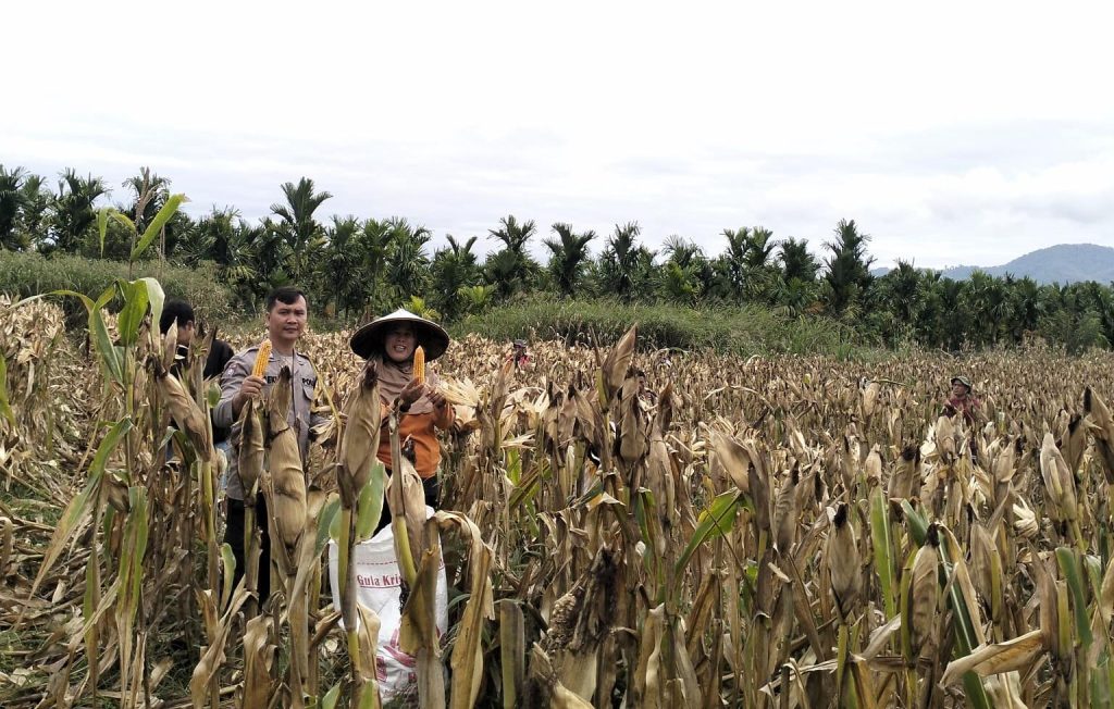 Dukung Ketahanan Pangan, Panen Raya Jagung Masuki Hari Keempat