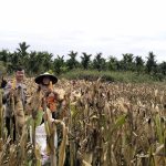 Dukung Ketahanan Pangan, Panen Raya Jagung Masuki Hari Keempat