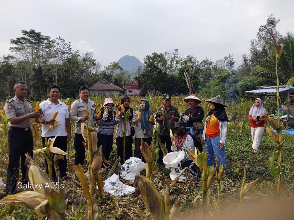 Bhabinkamtibmas Dampingi Panen Jagung, Dukung Ketahanan Pangan Nasional
