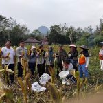 Bhabinkamtibmas Dampingi Panen Jagung, Dukung Ketahanan Pangan Nasional