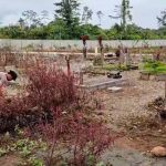 Gotong Royong Bersama Satgas Ops Damai Cartenz, Warga Mimika Rasakan Manfaat Akses Pemakaman yang Lebih Baik